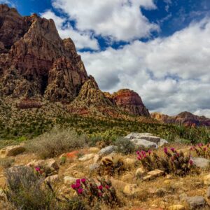 Spring at Red Rock, Nevada